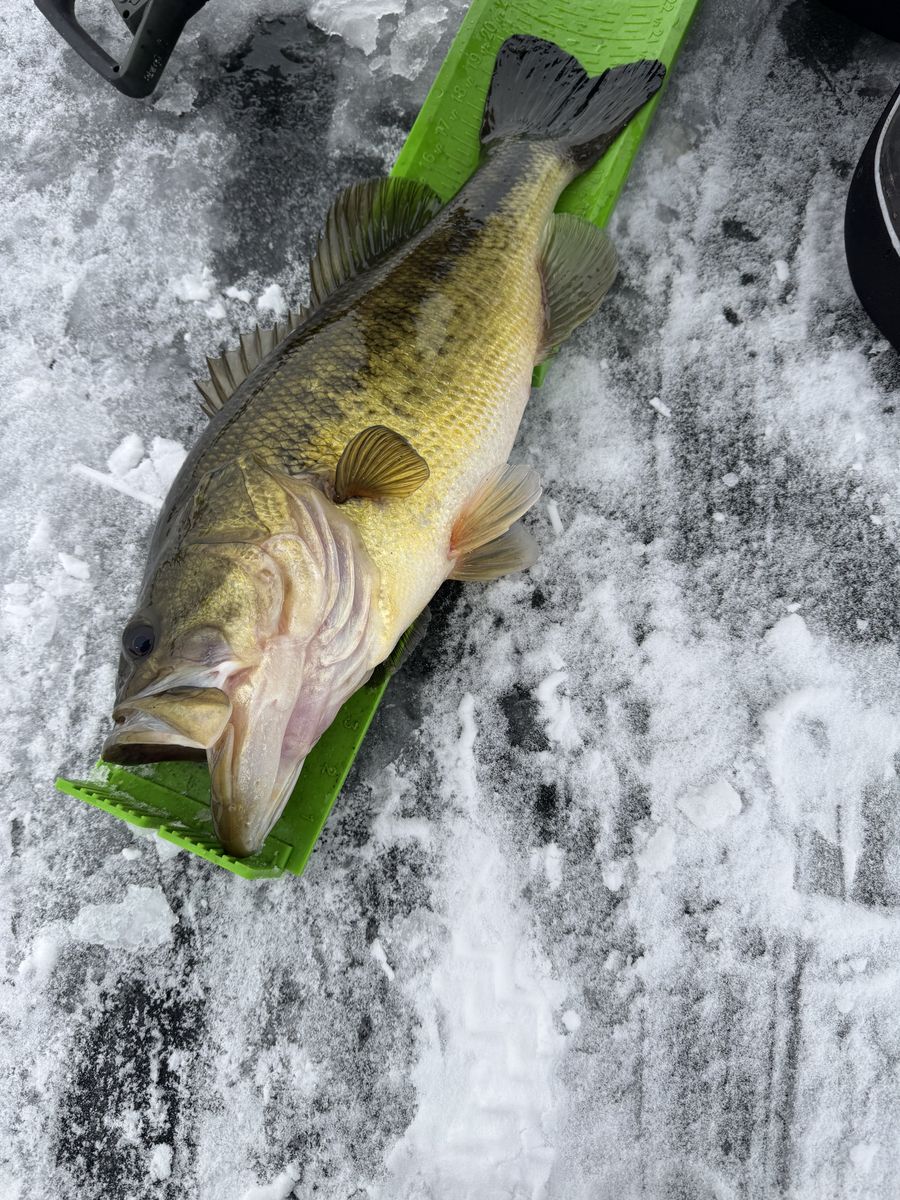 A largemouth bass on a green measuring board on the ice