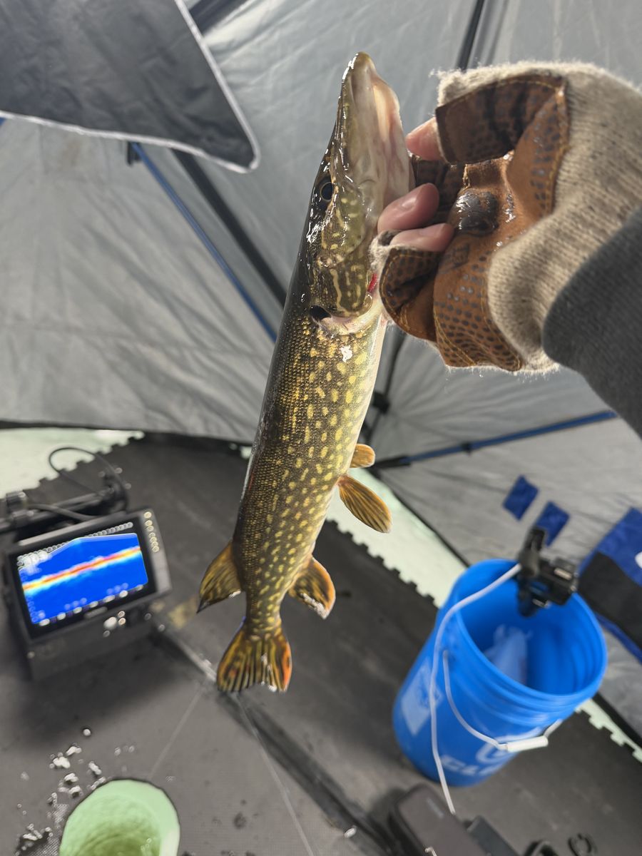 A northern pike held up inside an ice fishing hub, sonar screen in the background